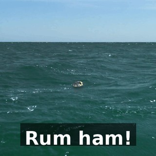 Rum ham!