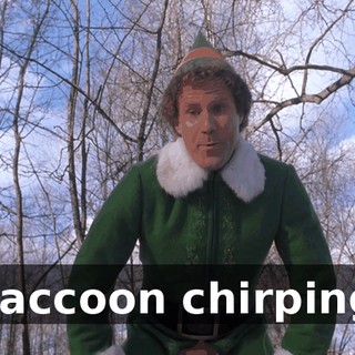( raccoon chirping )