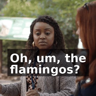 Oh, um, the flamingos?