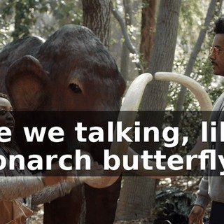 Are we talking, like, monarch butterfly?