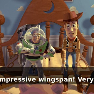 - Ooh! - Oh, impressive wingspan! Very good!